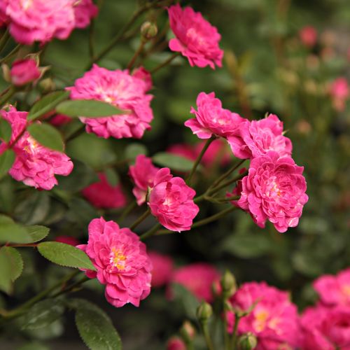 Rosa brillante - Árbol de Rosas Miniatura - rosal de pie alto- forma de corona compacta